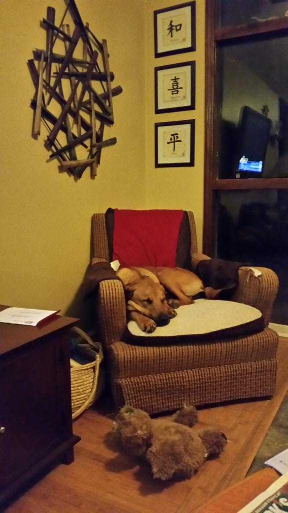 RuffLoveRescue's tweet photo. Foster dog Summit resting after some snow fun #dogslife #AdoptDontShop #rlrdogs @RuffLoveRescue @mynaturaldog http://t.co/ftUTH49pZK