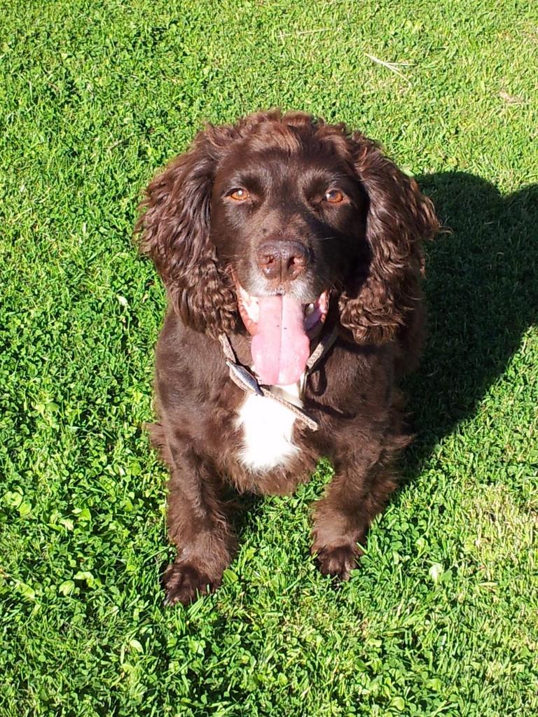 HelpRedHome's tweet image. Pls RT Red missing from Southport since 9 / 1 / 15,  Southport,  and the family just want him back. Reward.