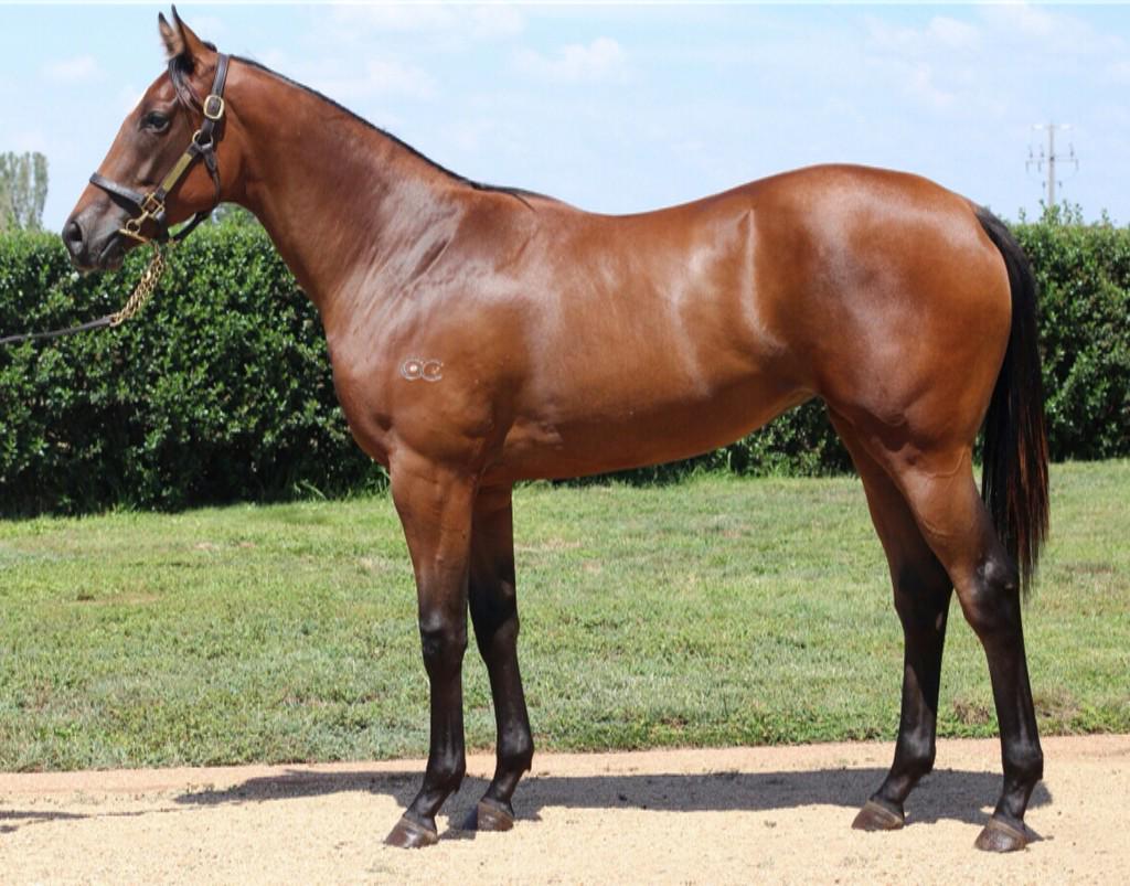 <a href="/Grange_Tbs/">Grange Online</a> <a href="/RSNSportRadio/">intent</a> <a href="/inglis_sales/">Inglis</a> 
Don't forget the stunning <a href="/blackcaviar2006/">Black Caviar</a> relation, lot 681 ex Glacier Bay