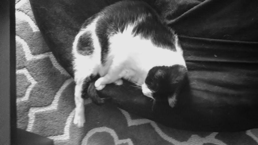 juliebean110's tweet photo. Pepper doing his best "chicken leg quarter" impression. #cat http://t.co/hpbPF6ln84