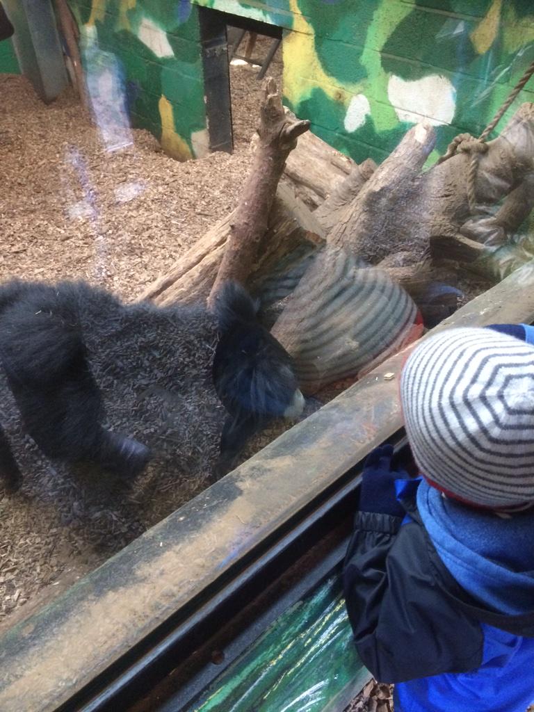 Fredsfowler's tweet photo. Awesome Birthday out for Grandma Fowler at @ZSLWhipsnadeZoo with @kimwatkins82 @janefowler @badger_uk #splash http://t.co/gb9cXwmRHw