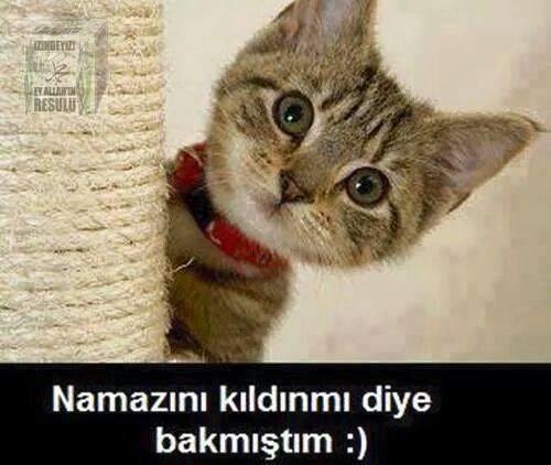 Hiç şöyle bir bakayım dedimde