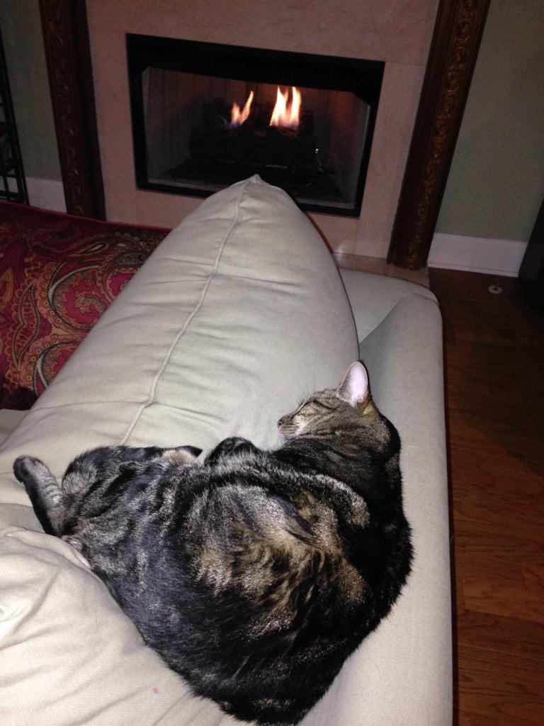 waltwins's tweet photo. Tiger enjoying the fire http://t.co/f2FUhyzyCF