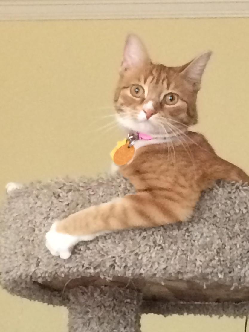 _reallymelissa's tweet photo. Cutest kitty in the world! #LilyBoo #poodlekiller http://t.co/ldZjDccTkz