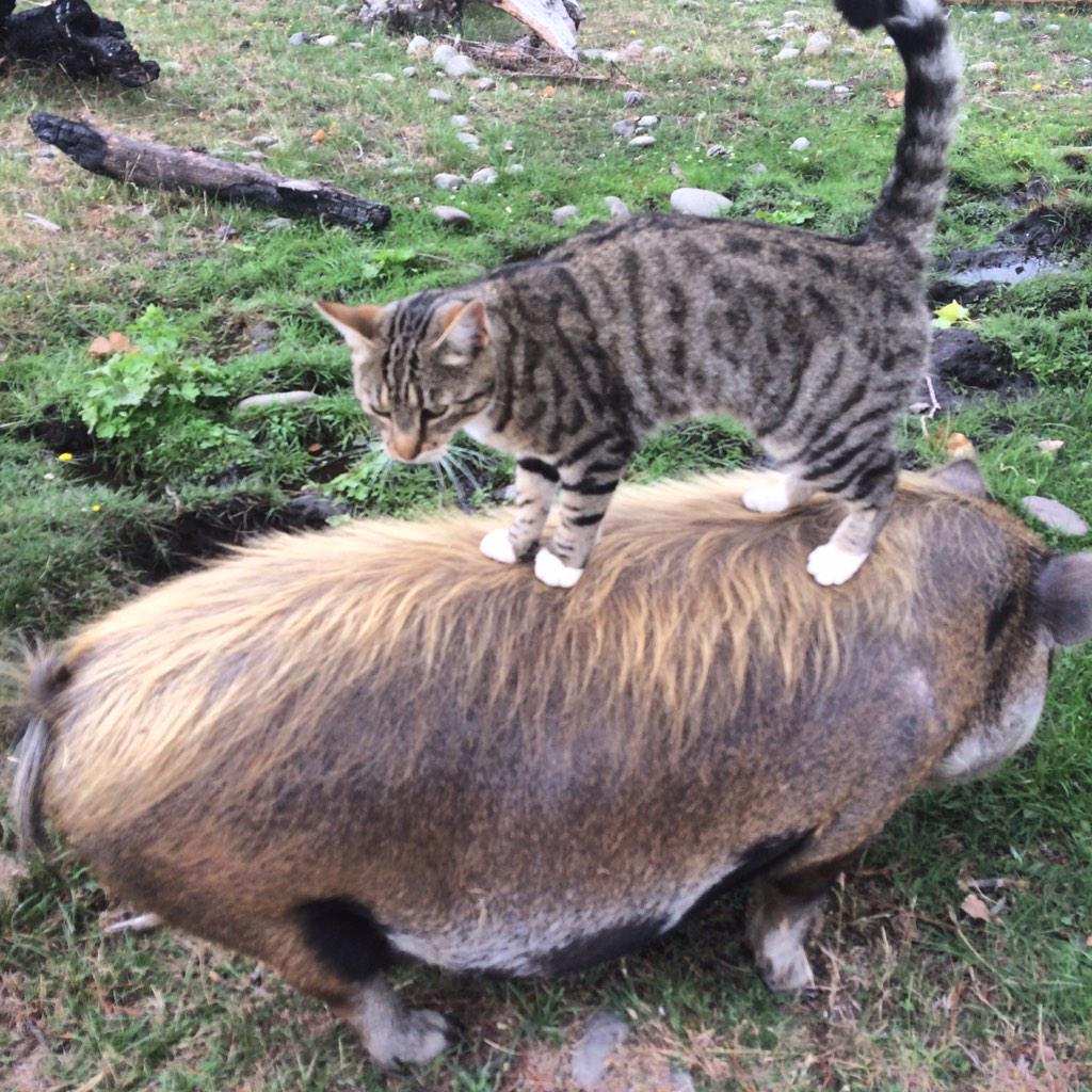 The cat was up to her favourite party trick tonight, pig riding.