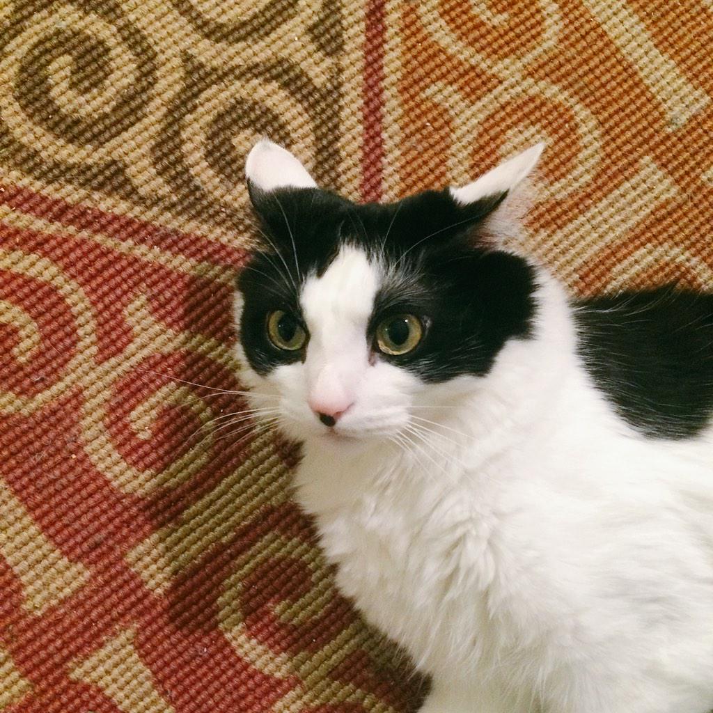 whitogreen's tweet photo. #WalterTheCat makes this face when I serenade him with my original love songs: #rude #suchaspoilsport #socritical http://t.co/oyvOTNL181