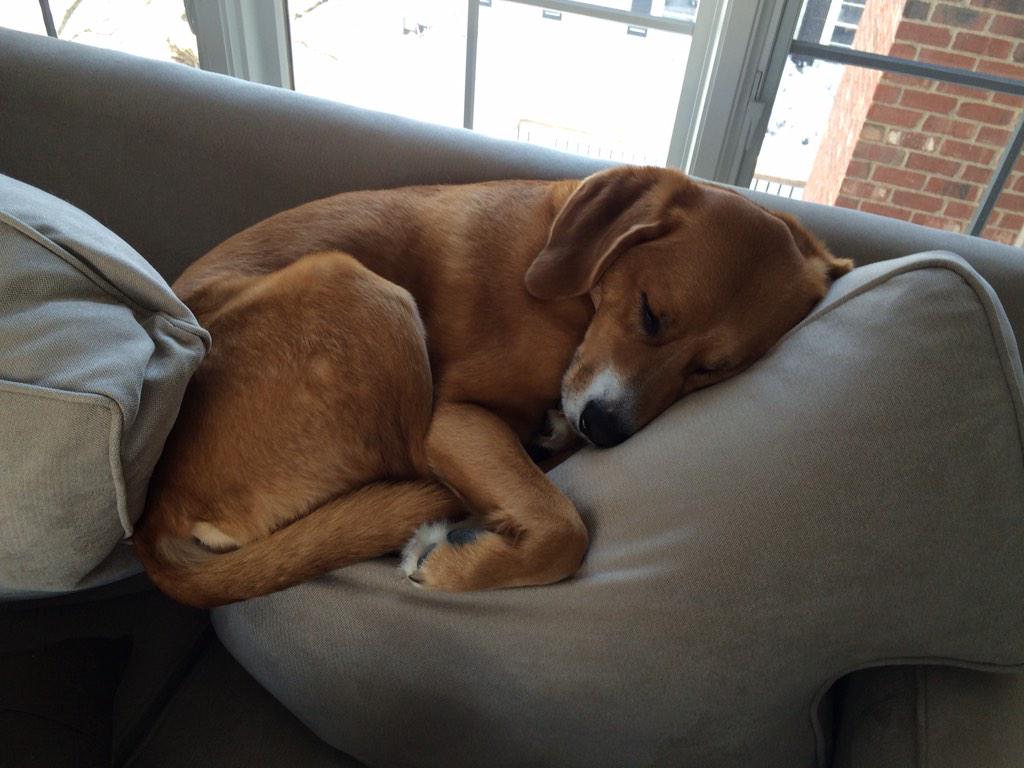 sdonovan08's tweet photo. @beaglefreedom got the #crueltycutterapp today! Doing it for all of the babies just like him.... http://t.co/ITo3F83gcd