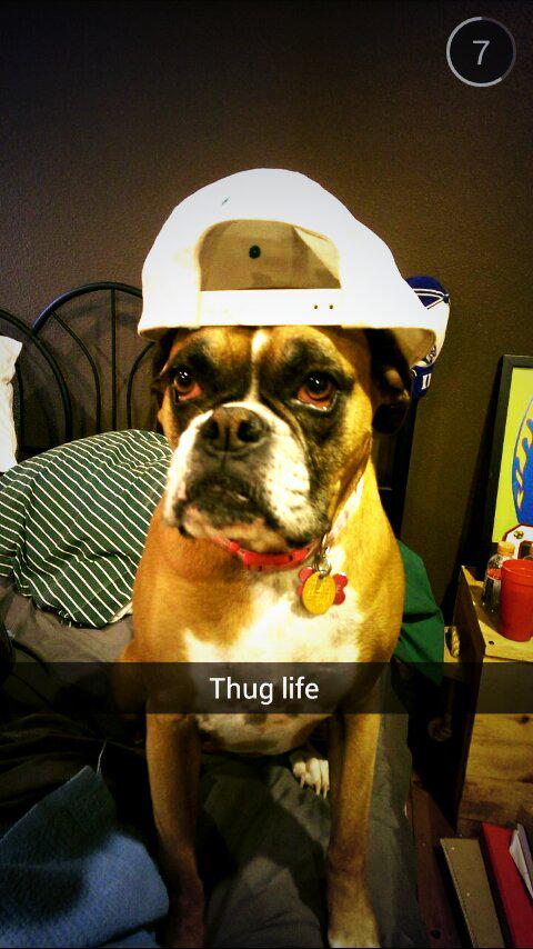 CrozbiG's tweet photo. My dog's cooler than yours and you and your family...all combined. http://t.co/pSIKx71FMu