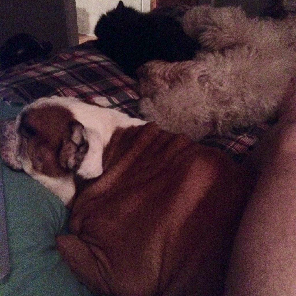 clevertrevler's tweet photo. Nothing like your own bed filled with the friendbeasts. #Omaha #friendbeasts #bestfriends #family #dogs&amp;cats http://t.co/CuYwm9kXdO
