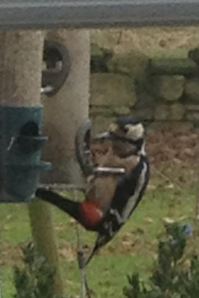 LaverockHallBirdFood tweet media