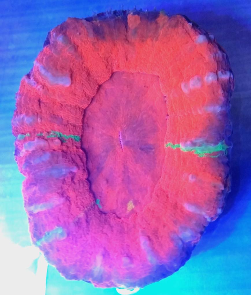 CteMike's tweet image. Sunday Scolly anyone????