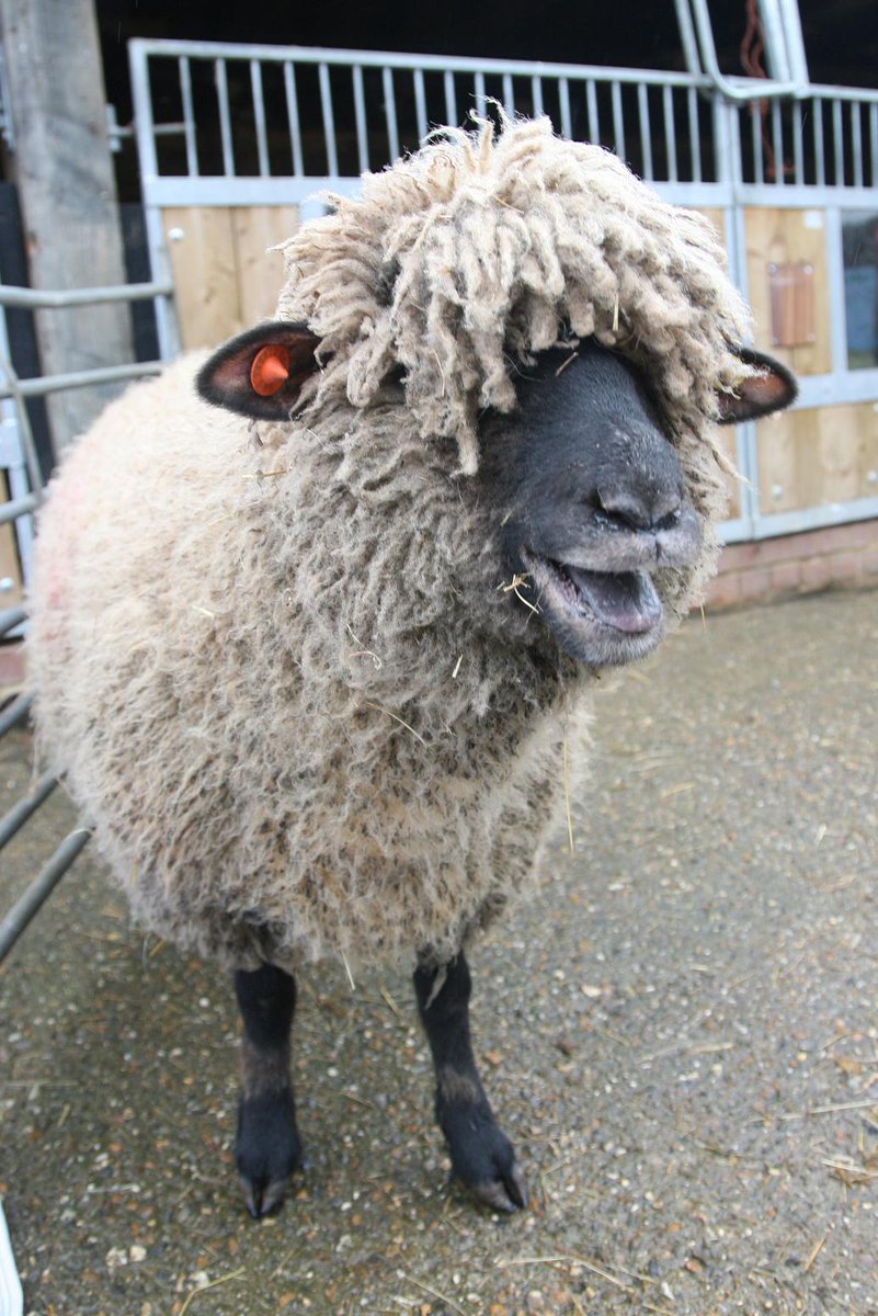 LeeValleyPark's tweet image. Give mum the gift of a family day out! Mum’s go FREE to @LeeValleyFarms this Mother’s day ow.ly/Jodid