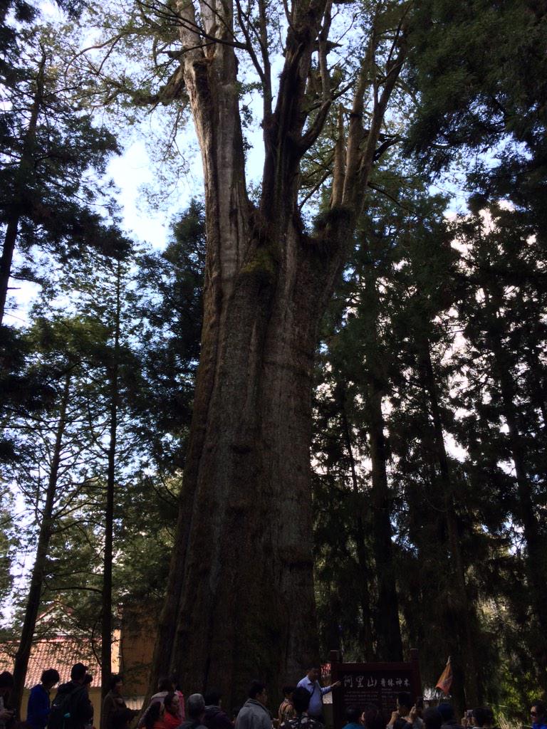 AlexT41's tweet photo. the old tree http://t.co/gkfXg7KZTj