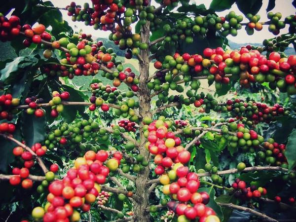 Lara`s Cafe tweet media