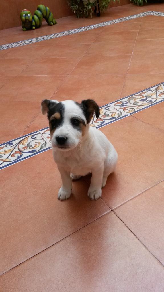 jennmor11's tweet photo. Me he encontrado este cachorro en la c/Falla,lo tengo en mi casa mientras aparece el dueño @Arahal_Informa http://t.co/QVYMXULixW