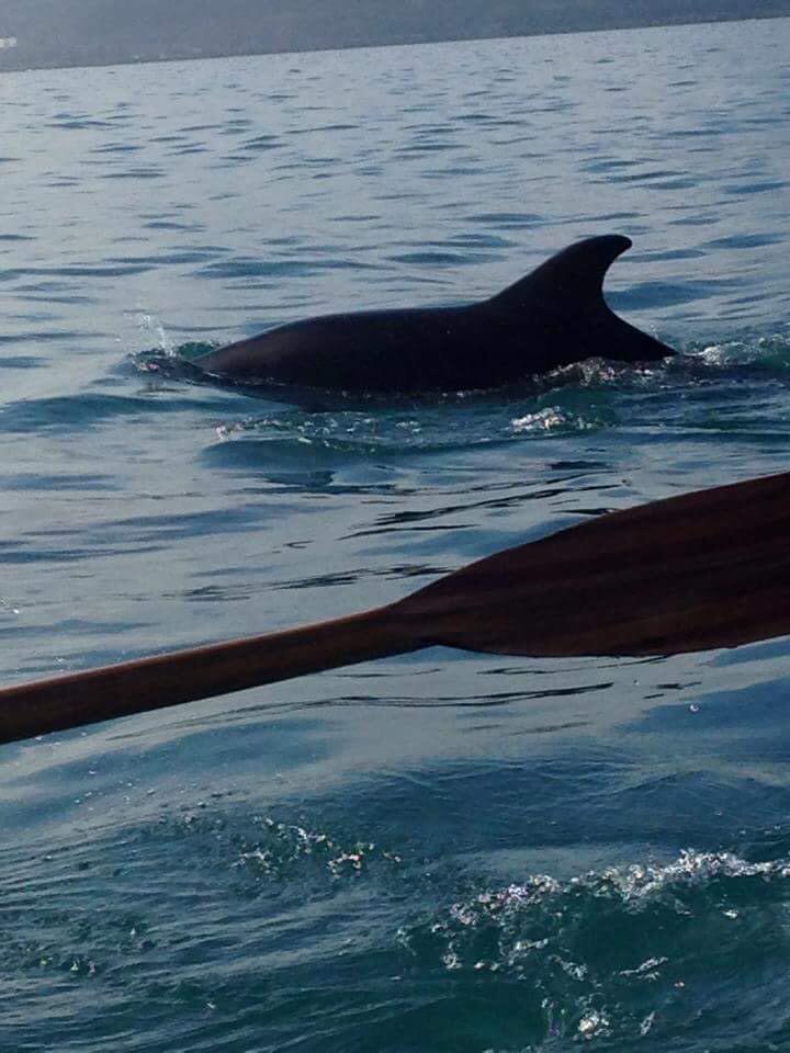 GigCape's tweet photo. Dolphins swim with Cape cornwall gig club on Saturday 15th feb gutted that I missed this as too ill to row 😞 http://t.co/heJMWfBeUy