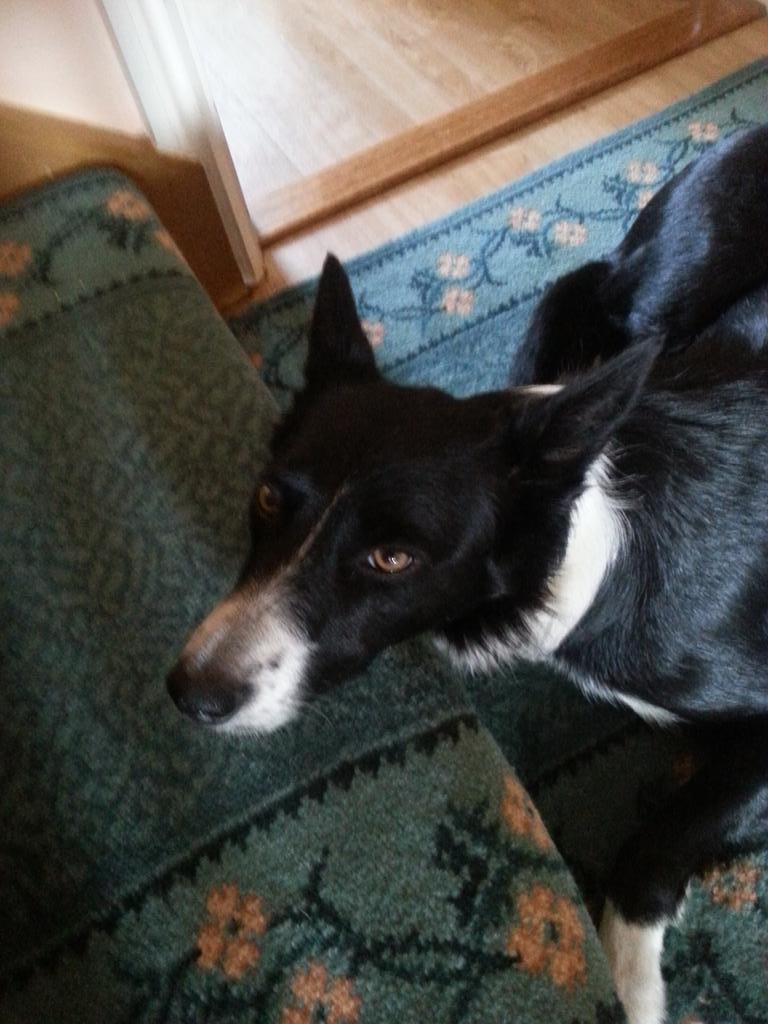 HWichall's tweet photo. When should dogs ever give up eating http://t.co/BtrUSIjQyj