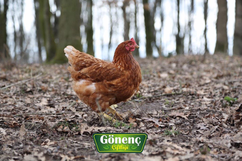 Ormanda dolaşan tavuklarımızın #PazarKeyfi. 
<a href="/GonencCiftligi/">Gonenc Ciftligi</a> nden hayırlı pazarlar.