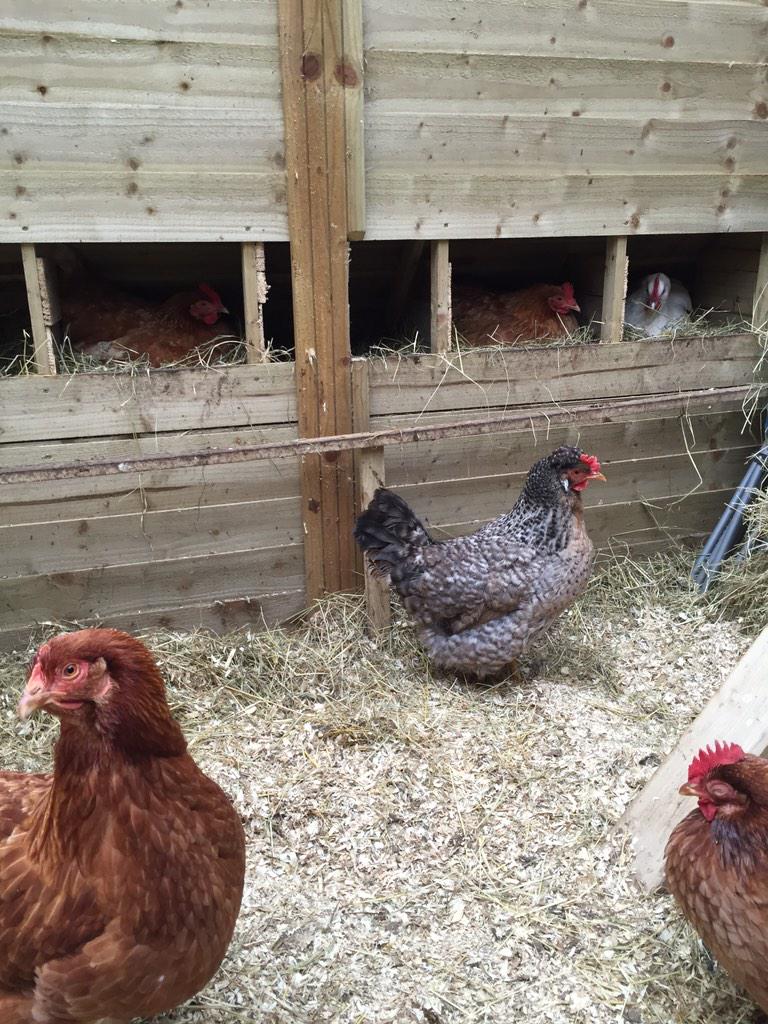 Even the #chickens are having a duvet day today #ShockingWeather