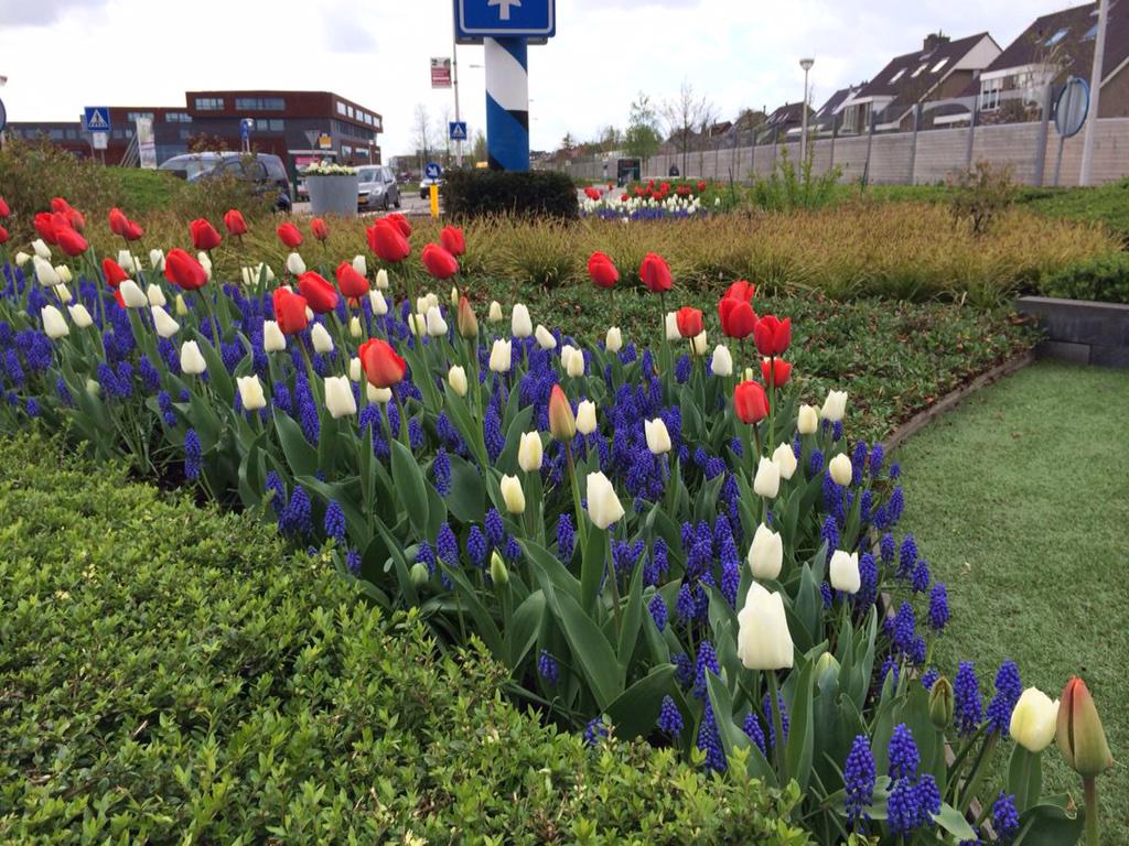 In #Oktober kan je nooit teveel #bollen planten voor een verbluffend resultaat. <a href="/BaltusSales/">Baltus Bloembollen</a>
