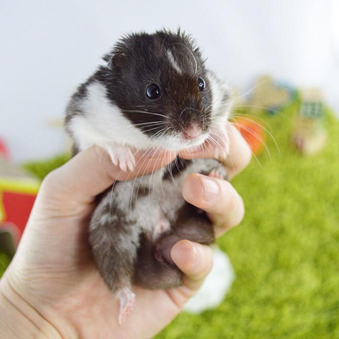 Hamster_Guide's tweet image. The weekend is nearly over already?! 😣
#hamster #hammy