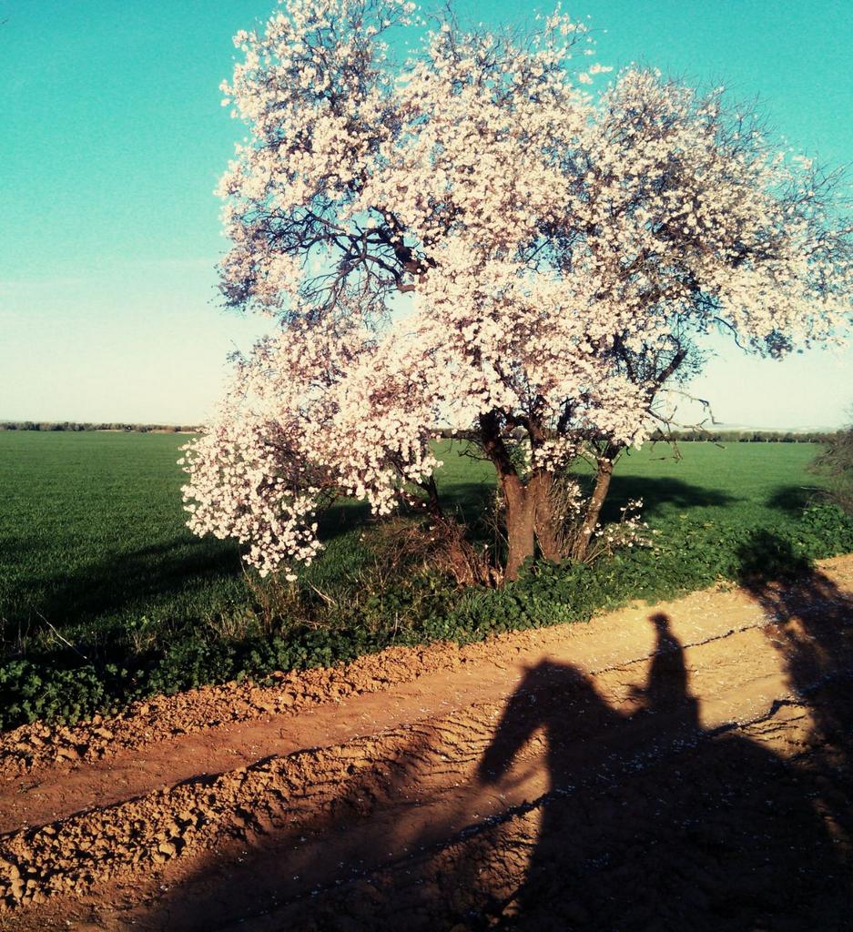 CaballosPRE's tweet photo. Andalucía sólo hay una. http://t.co/o2Vvb7zT8r