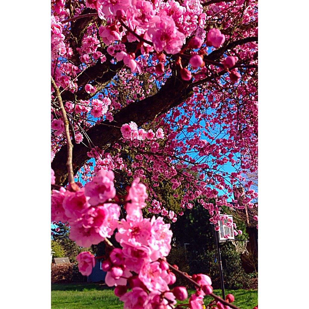 What a glorious weekend, flowers all around us... #blossoms #flowers #weekends #pink #vancouverflorist #loveit #happy
