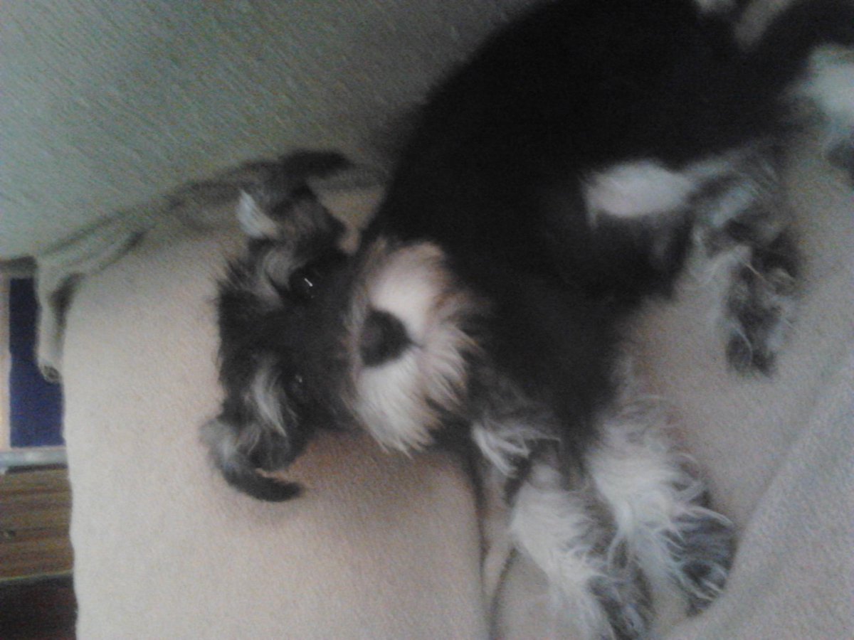 juatmanuel's tweet photo. SE ME PERDIDO ANOXE ESTE PERRO  SI LO VEIS AVISAR PORFA! RT!! http://t.co/iksGWfhMvH