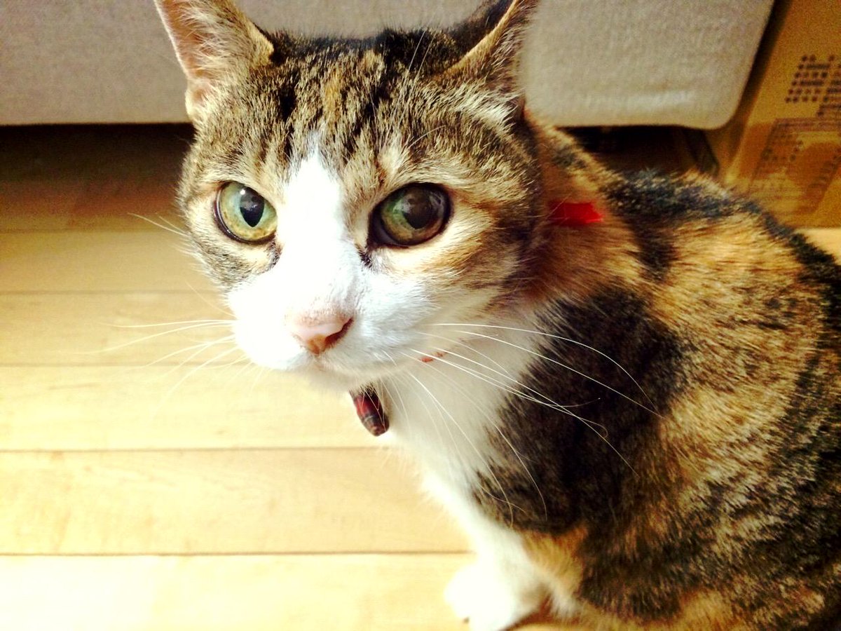 ねこの日なので りん