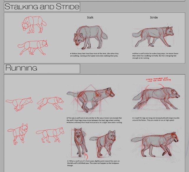 HuntingBeta's tweet image. (Wolf anatomy. @MoonlightRPG)