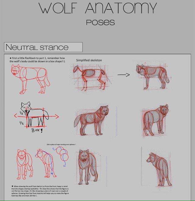 HuntingBeta's tweet image. (Wolf anatomy. @MoonlightRPG)
