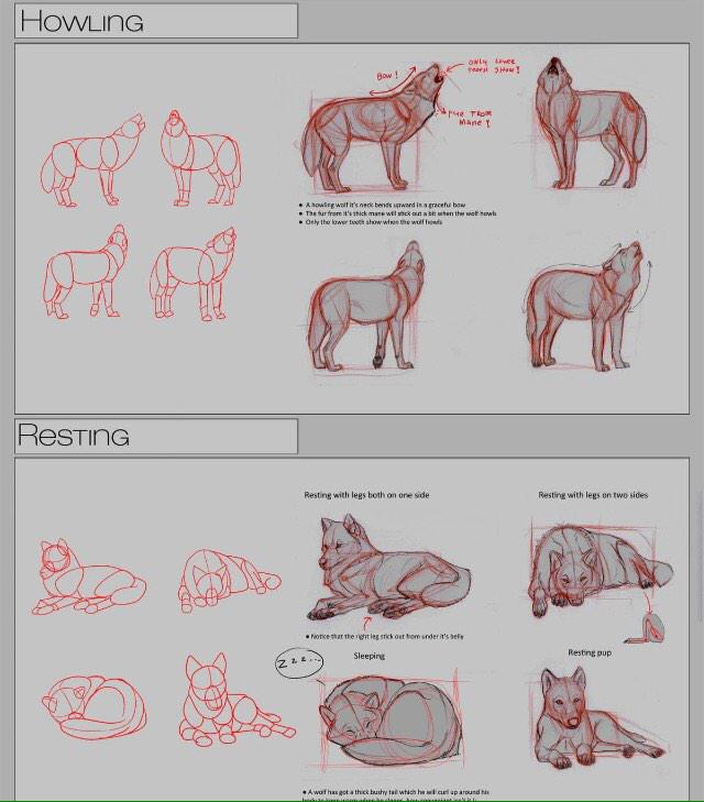HuntingBeta's tweet image. (Wolf anatomy. @MoonlightRPG)