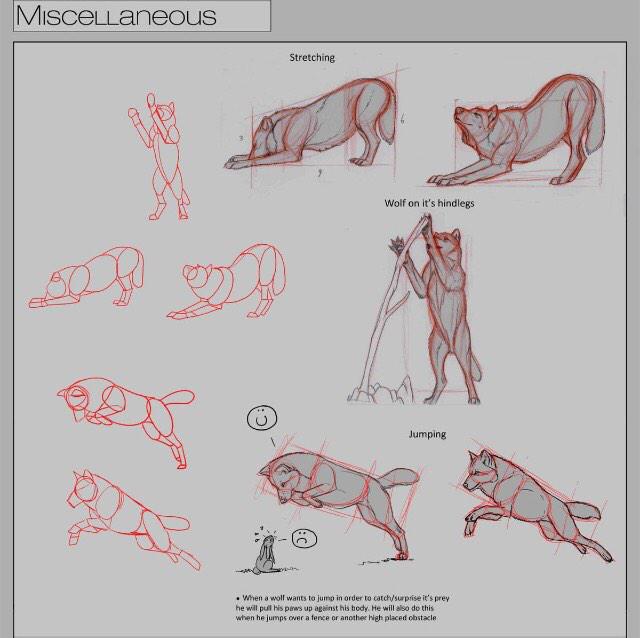 HuntingBeta's tweet image. (Wolf anatomy. @MoonlightRPG)