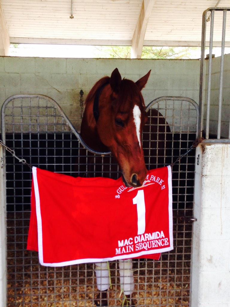 HAHO_92's tweet image. The champ #MainSequence enjoying a nice easy morning after yesterdays impressive win. Still unbeaten here in America