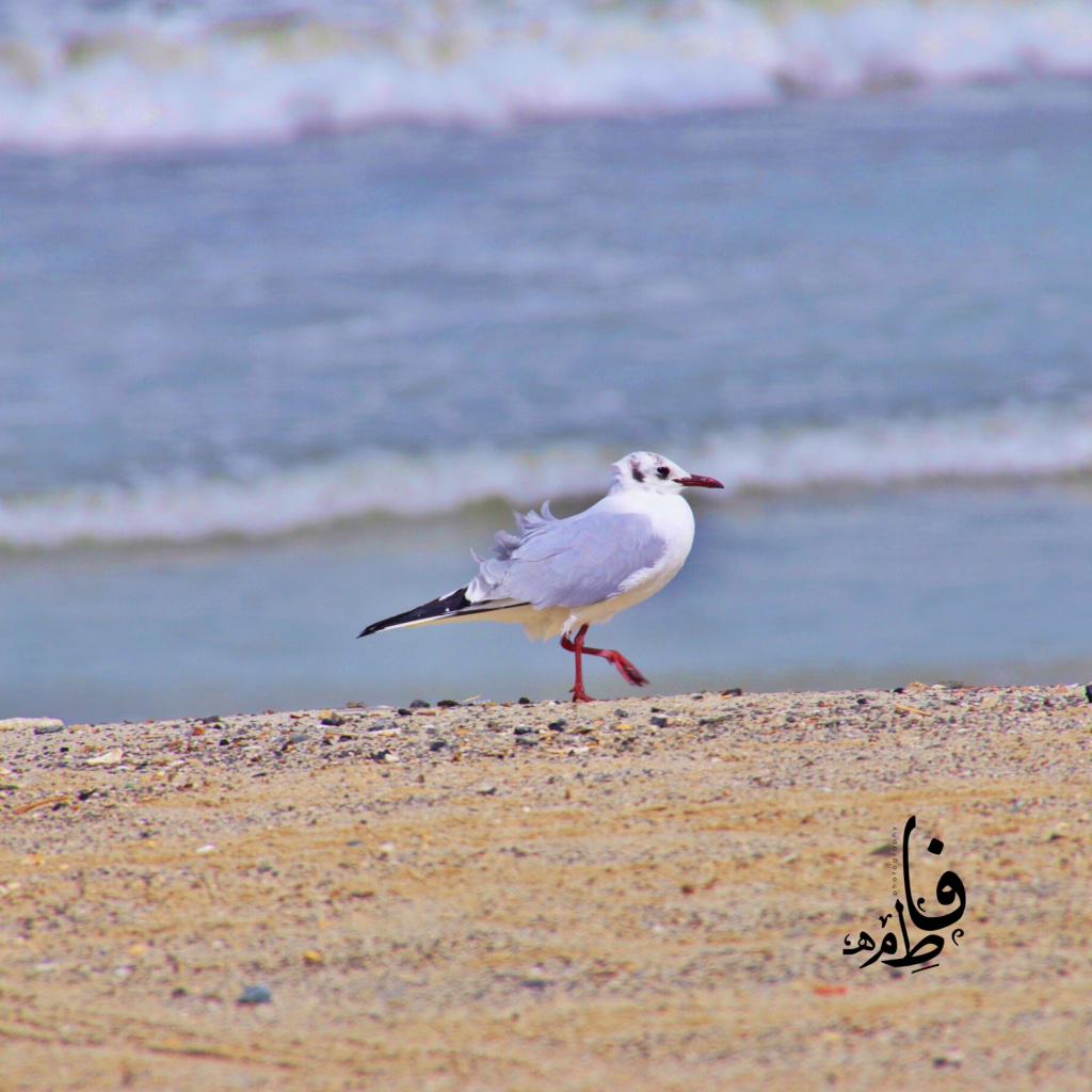 F6owmSh's tweet photo. @grp_ksa1 @BY_MY_CAM @photo_re @cameraty @almswer @mmgg070 @tswir @PHOTOAar @1mhd @Tecam_RE 

Insta ; FSH.94 http://t.co/G2afJbjGpr