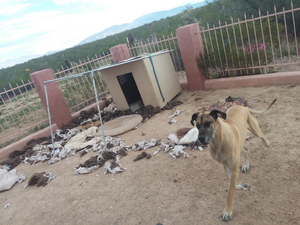 centerlinewraps's tweet photo. Great dane problems! #greatdane #doghouse http://t.co/PQq2bjTYhm