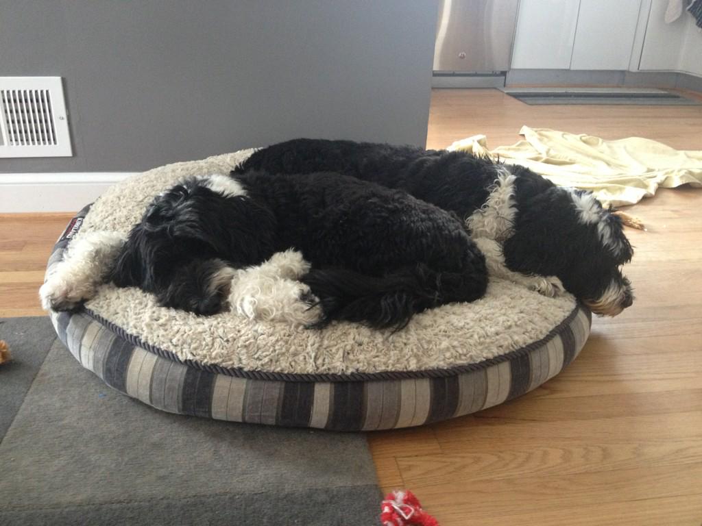 Belles_Rosen's tweet photo. Nothing beats a nap after a day in the park playing in the snow. 
Snuggling with @TUX_Rosen_PWD! #PortugueseWaterDog http://t.co/iA9PEjc3zO