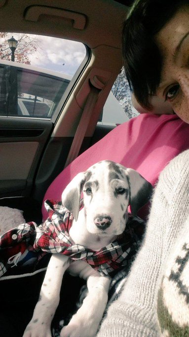 And watching my fur baby #BALOO grow and grow he is now 5 months old and he went from lil baby to not<a href="/tag/baloo"class="tags">#BALOO</a>