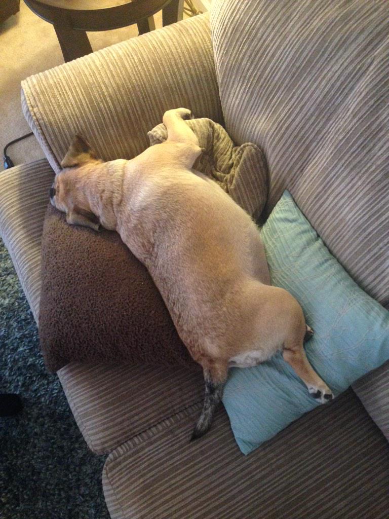 DoublePuggle's tweet photo. I went outside in the snow. It was exhausting. #PuggleProbs #Puggle #Pug #Beagle #Sunday http://t.co/OS7Buq0AwS