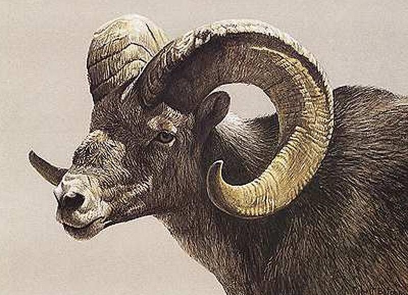 WildSheepFNDN's tweet photo. Welcome to the official Twitter of the Wild Sheep Foundation!!! #wildsheepfoundation http://t.co/SX7AdKgHCb
