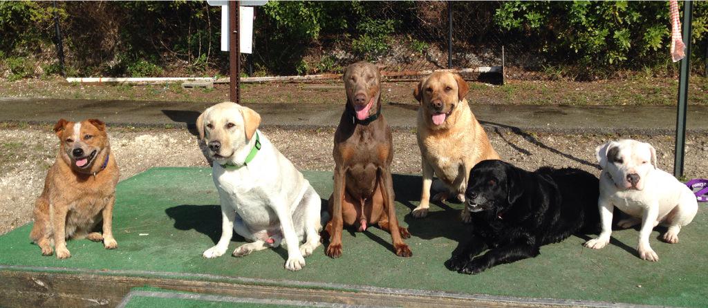 Mutt, pure bred, bought, adopted.... Love these animals :)))) took awhile to get this pic but, we finally got it!!