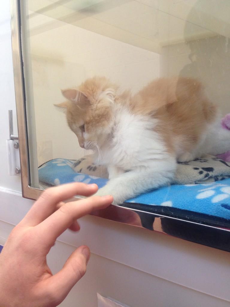 InfinitelyFalse's tweet image. Bae and I went to an animal shelter today and made some friends 😻@SexyToasters