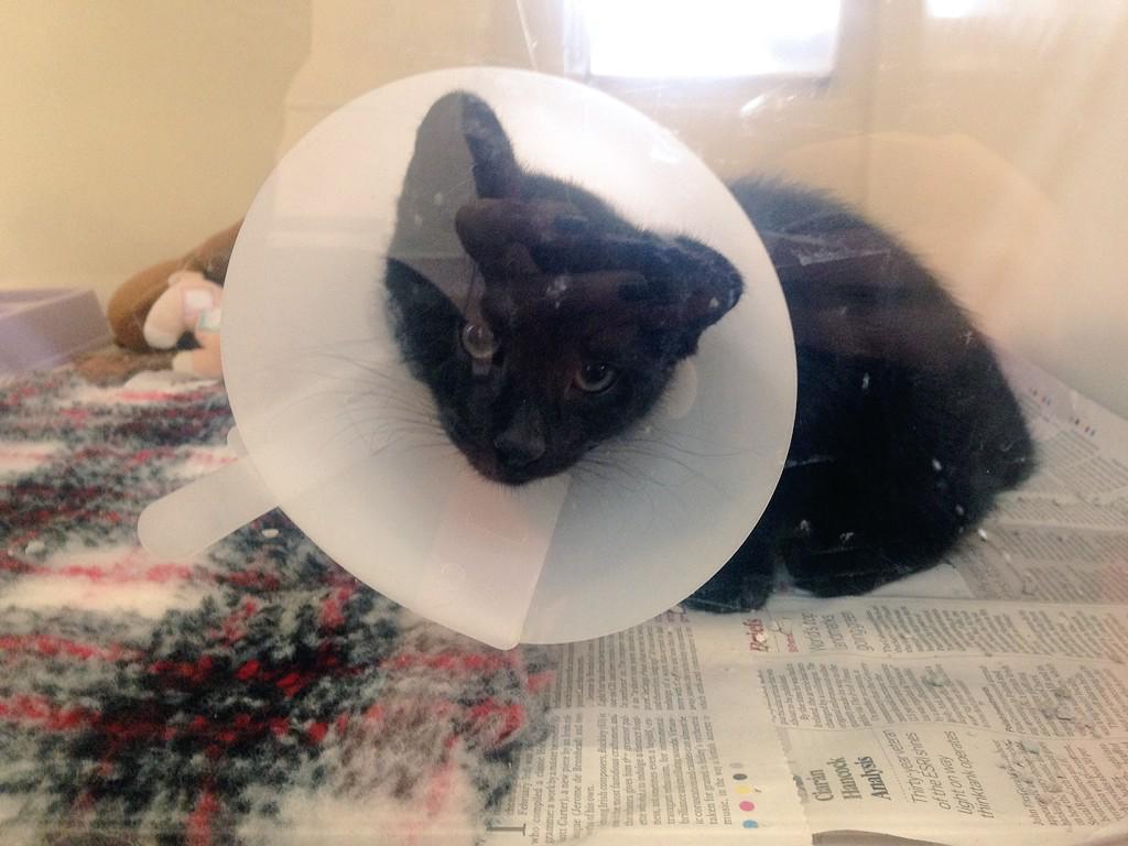 InfinitelyFalse's tweet image. Bae and I went to an animal shelter today and made some friends 😻@SexyToasters