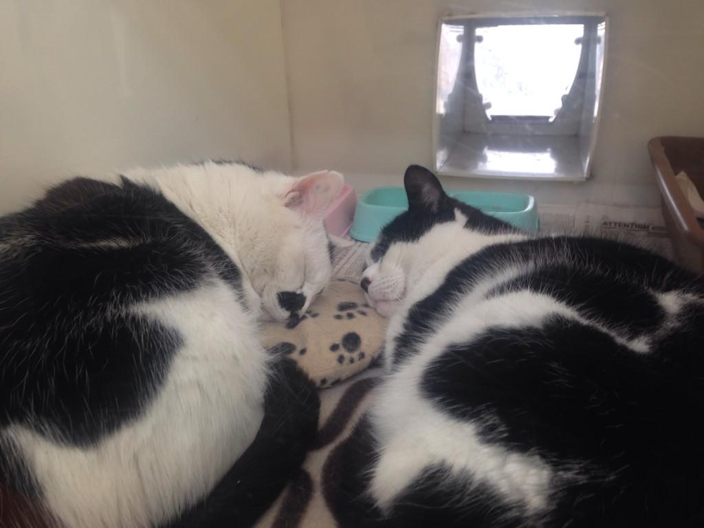 InfinitelyFalse's tweet image. Bae and I went to an animal shelter today and made some friends 😻@SexyToasters