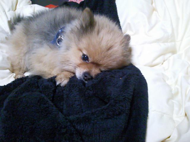 sumirekanon011's tweet photo. おはようございます♪雨ですね;愛犬はみんな仕事に行くので寂しそうです。行ってきます(^-^;) http://t.co/po0XIioo5B
