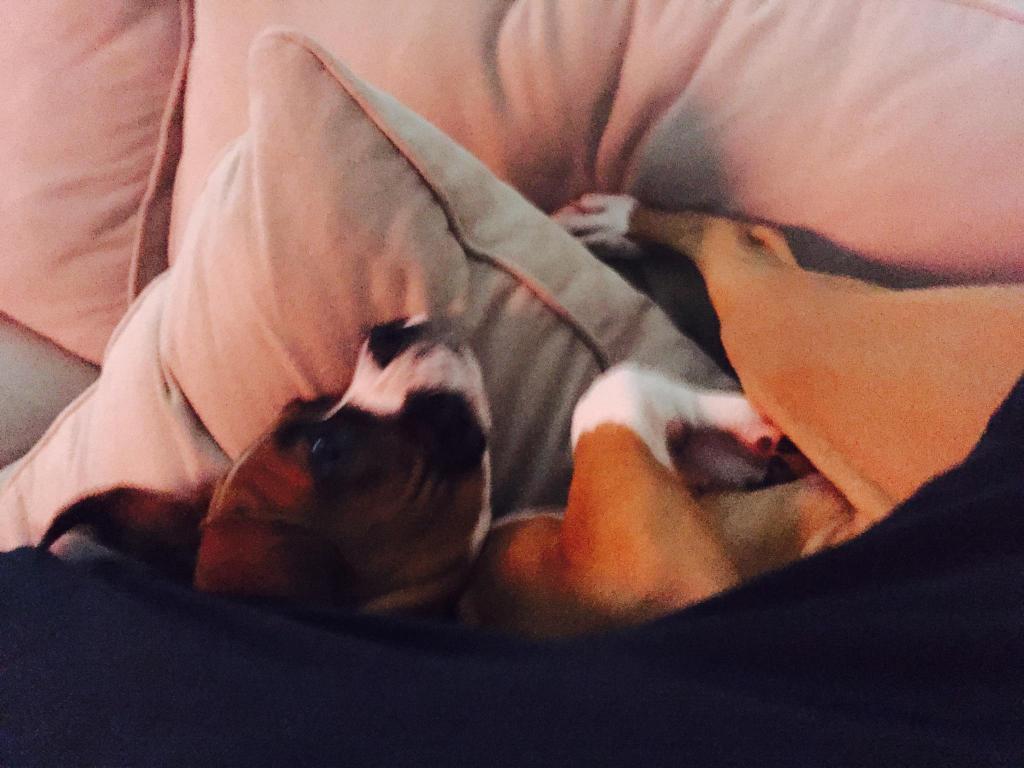 BoxerChronicles's tweet image. Couch is soooo comfortable #boxers #boxerdoglife