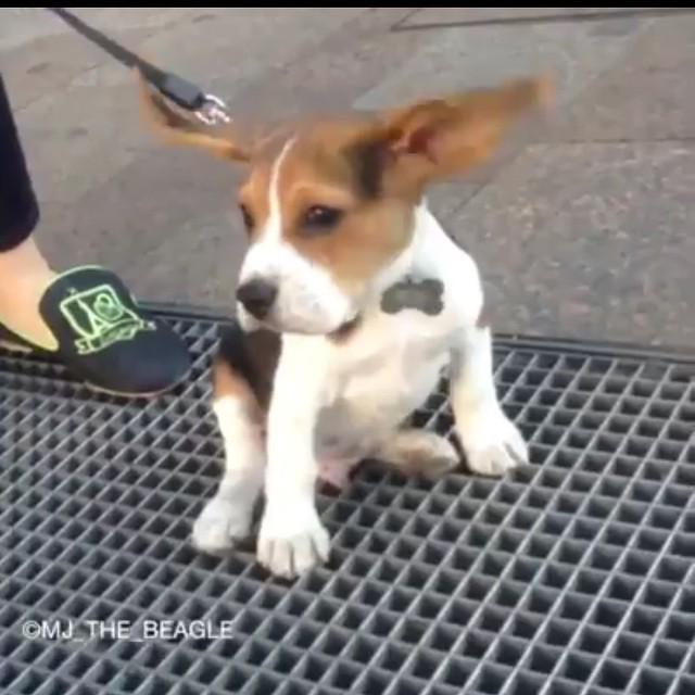 myvetbox's tweet photo. Head to our Facebook page 'myvetbox' for this amazing video of a beagle puppy's ears! #cute #puppy #beagle #beagles… http://t.co/7oqNT3eTGD