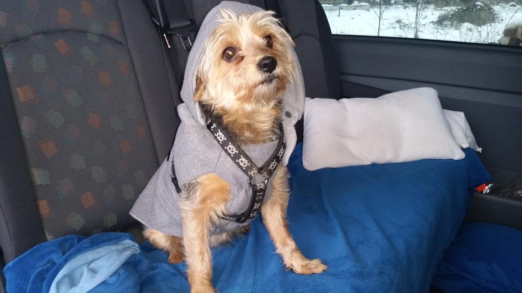 GlaserKarin's tweet photo. My sweet dog Vicky :)))) http://t.co/5XdpcBEq0p