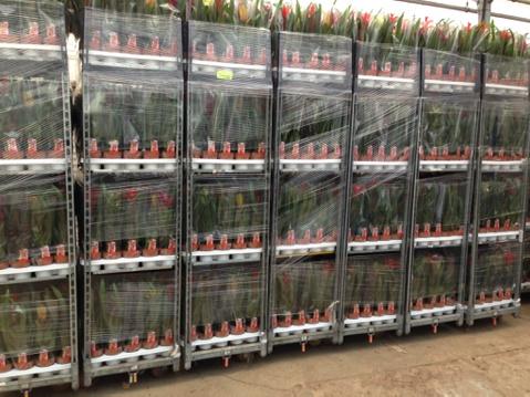 Nog een week knallen
Dan gaan we ons weer opmaken voor Pasen