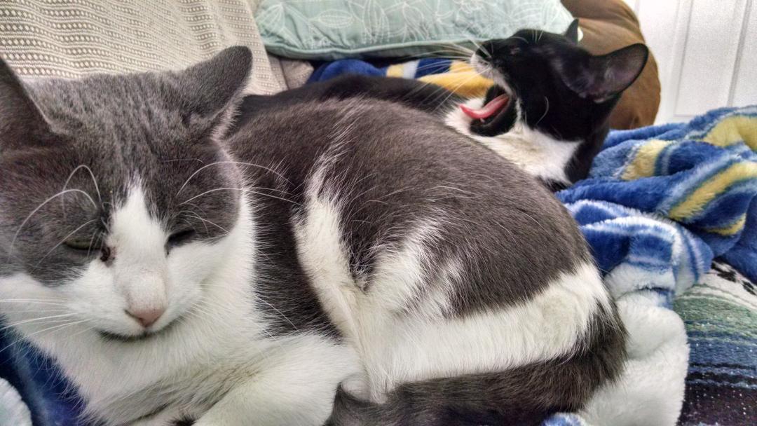 WilfRightMeow's tweet photo. #LazySunday RT @tehtacocat: NAPTIME http://t.co/kEOcd9yXuy